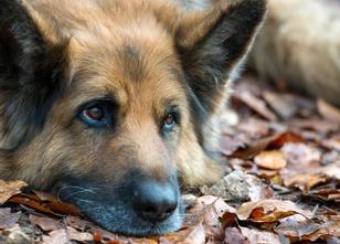 Rund 200 der am besten ausgebildeten Deutschen Schäferhunde messen sich gem... weiterlesen