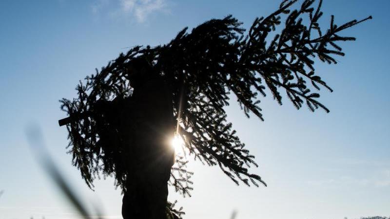 Drei Monate bis Heiligabend: Weihnachtsbaum-Preise stabil Weihnachtsbaum