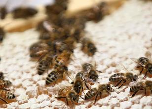 Die Bienen in Thüringen haben im Sommer 2018 mehr Honig gesammelt als ihr A... weiterlesen
