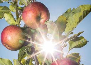 Die Obstbauern in Rheinland-Pfalz haben dieses Jahr fast viermal soviel Äpf... weiterlesen