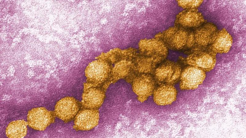 Tierarzt in Deutschland infiziert sich mit West-Nil-Virus West-Nil-Virus