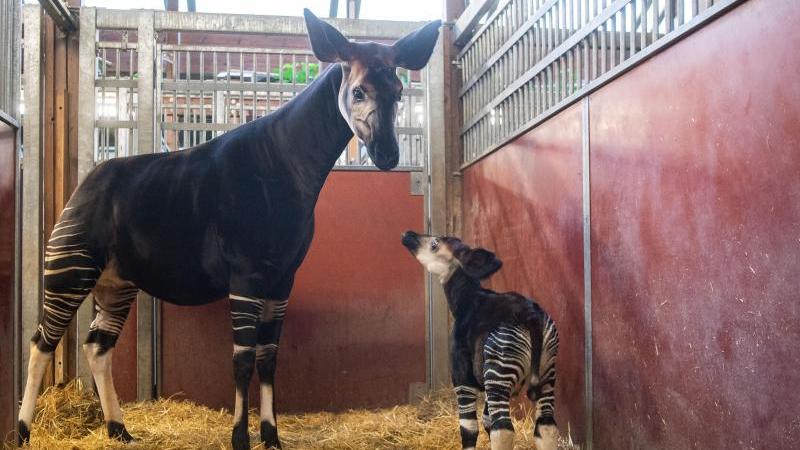 Stuttgarts jüngstes Okapi braucht menschliche Hilfe Okapi-Bulle in der Wilhelma