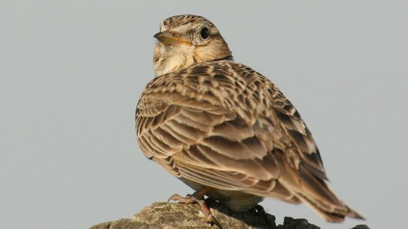 Feldlerche ist "Vogel des Jahres": "alarmierender Rückgang" Feldlerche