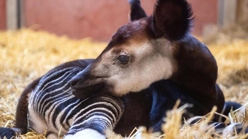 Stuttgarts jüngstes Okapi braucht menschliche Hilfe Okapi-Bulle in der Wilhelma