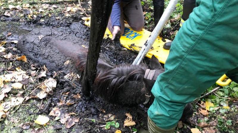 Feuerwehr rettet Pony aus Schlammloch Feuerwehr rettet Pony