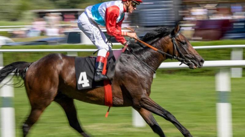 Erstmals nur Kölner Starter im Preis des Winterfavoriten Galopp