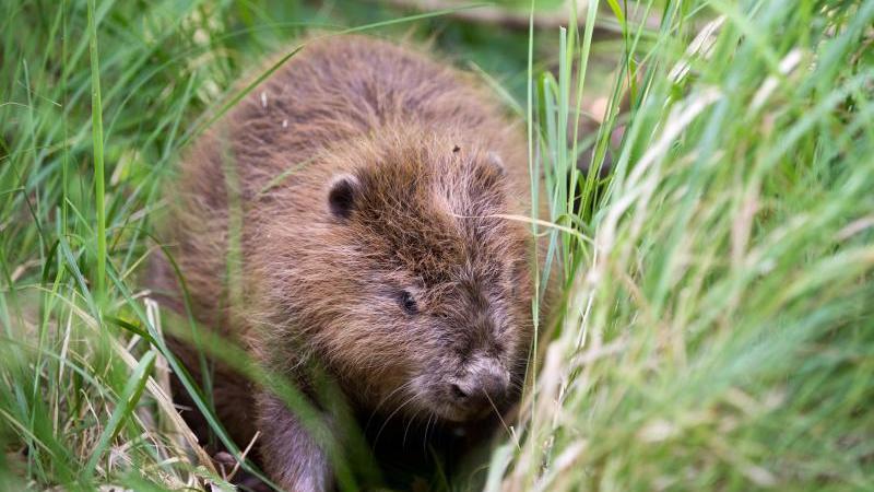 Harburg schützt eine Biberfamilie mit ungewöhnlichem Schild Biber