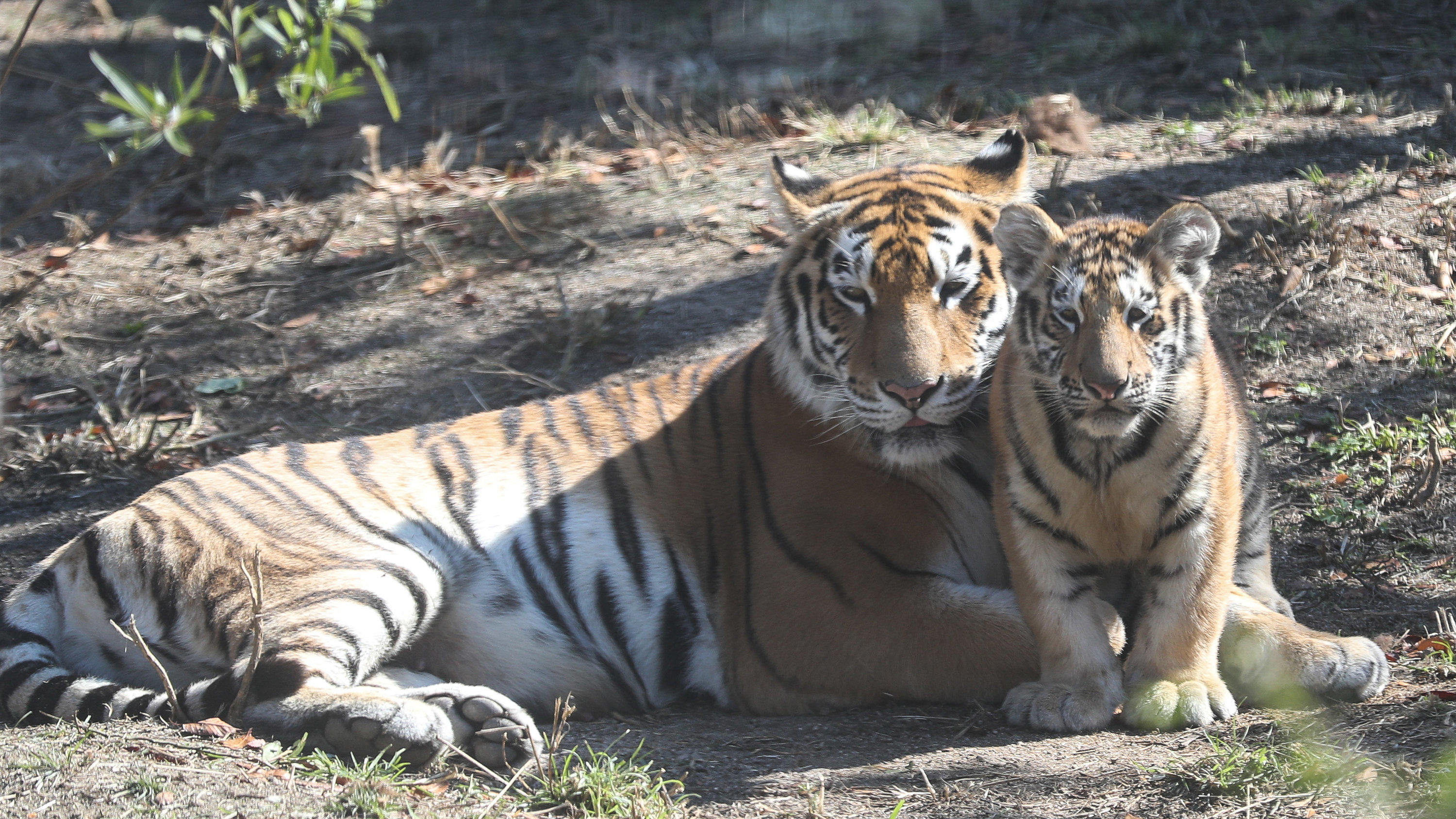 Tierpark Köthen: Tiger attackieren Pfleger und verletzen ihn schwer Im Tierpark Köthen hat ein Tiger einen Pfleger attackiert und verletzt