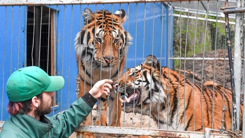 19-Jähriger in Tierpark von Tiger schwer verletzt Tiger in Köthen