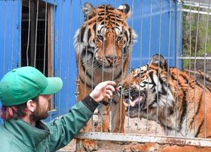 Der von einem Tiger verletzte Mitarbeiter des Tierparks in Köthen ist aus S... weiterlesen