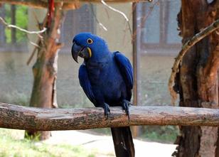 Den vor gut vier Wochen aus dem Dresdner Zoo entflogenen Großpapagei drängt... weiterlesen