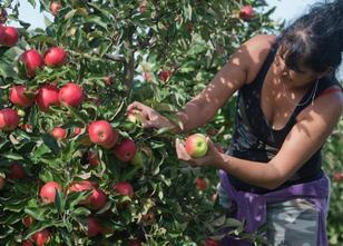 Mecklenburg-Vorpommerns Gartenbauer haben trotz der Dürre in diesem Jahr ei... weiterlesen
