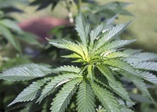 Das seit Anfang 2018 geplante Lager für medizinisches Cannabis in Bad Brams... weiterlesen