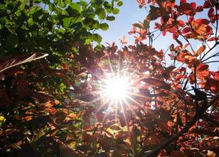 Ein goldener Oktober mit Sonne und blauem Himmel - das gibt es immer wieder... weiterlesen