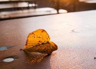 Der Herbst ist da, die sommerlichen Temperaturen bleiben - und damit auch d... weiterlesen