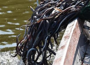 Die Havel braucht mehr Fischtreppen, damit in dem Fluss mehr Aale leben kön... weiterlesen