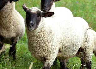 Einen Monat nach dem Diebstahl von 150 Schafen bei Burow (Kreis Mecklenburg... weiterlesen