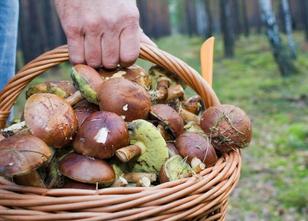 Eine Pilzsammlerin hat in einem Wald bei Klötze eine Leiche gefunden. Die F... weiterlesen
