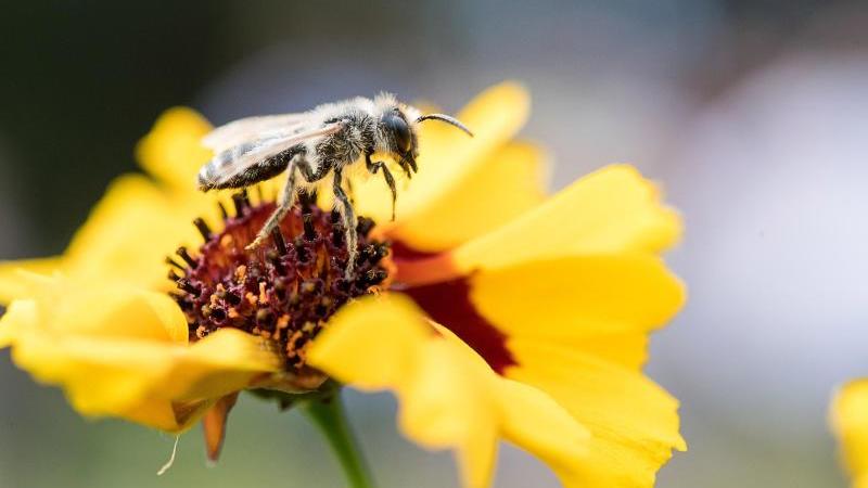 Insektenforscher stellen Plan gegen Insektensterben vor Wildbiene