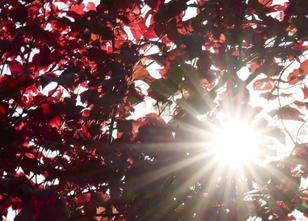Der Sommer im Herbst geht zu Ende, die Sonnenstunden werden weniger und die... weiterlesen