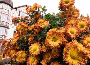 Knapp eine Woche nach dem Ende der Landesgartenschau in Lahr (Ortenaukreis)... weiterlesen