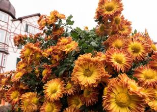 Knapp eine Woche nach dem Ende der Landesgartenschau in Lahr (Ortenaukreis)... weiterlesen