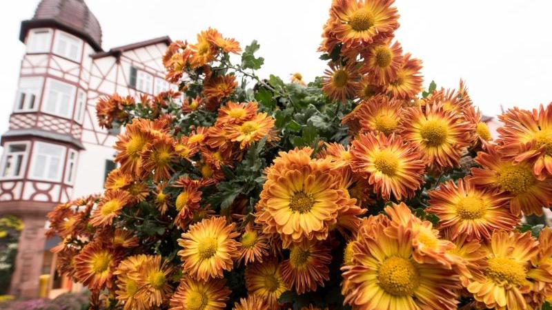 Blumenschau "Chrysanthema" beginnt in Lahr Chrysanthemen