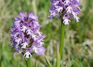 Die Orchidee des Jahres 2019 ist das Dreizähnige Knabenkraut. Die Vorstände... weiterlesen