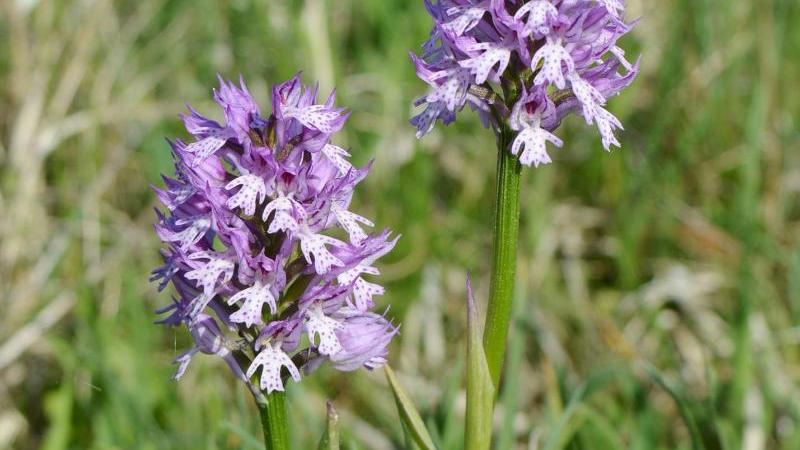 Dreizähniges Knabenkraut ist die Orchidee des Jahres 2019 Ein Dreizähniges Knabenkraut