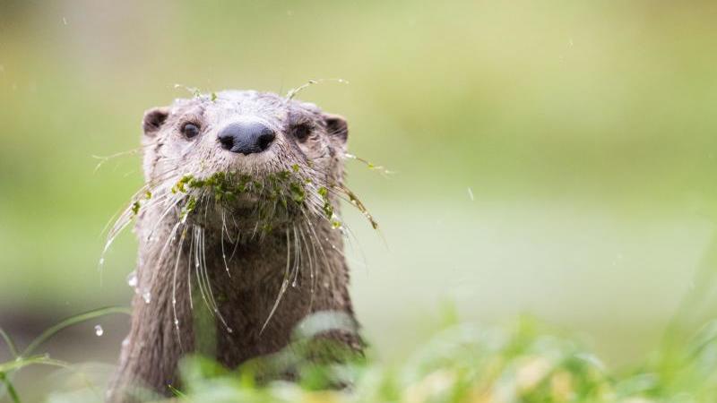 Neuer "Laufsteg" für Fischotter: Hilfsprojekt noch bis 2019 Fischotter