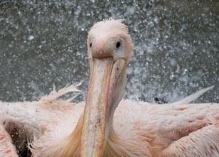 Der Pelikan auf der Isar in München stammt wohl aus Österreich. Der Rarität... weiterlesen