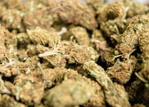 Rund 500 Gramm Marihuana hat ein 24-Jähriger als Reisegepäck im Zug bei Tei... weiterlesen