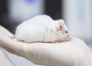 An der Universitätsmedizin Rostock wollen Wissenschaftler das Befinden von ... weiterlesen