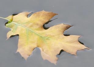 Typisches Herbstwetter hält am Dienstag in Hessen Einzug, doch so stürmisch... weiterlesen
