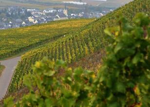 Die Landwirtschaftskammer Rheinland-Pfalz hat am Dienstag die 17 besten Wei... weiterlesen