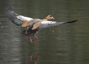 Sachsen-Anhalt plant Änderungen im Jagdrecht. Künftig werde die Jagd auf Ni... weiterlesen