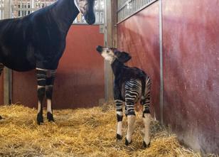 Trauer in der Wilhelma: Das erst knapp drei Wochen alte Okapi im Stuttgarte... weiterlesen