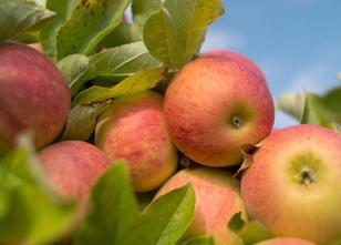 Der Dürre-Sommer in diesem Jahr hat nicht allen Obstsorten geschadet, einig... weiterlesen