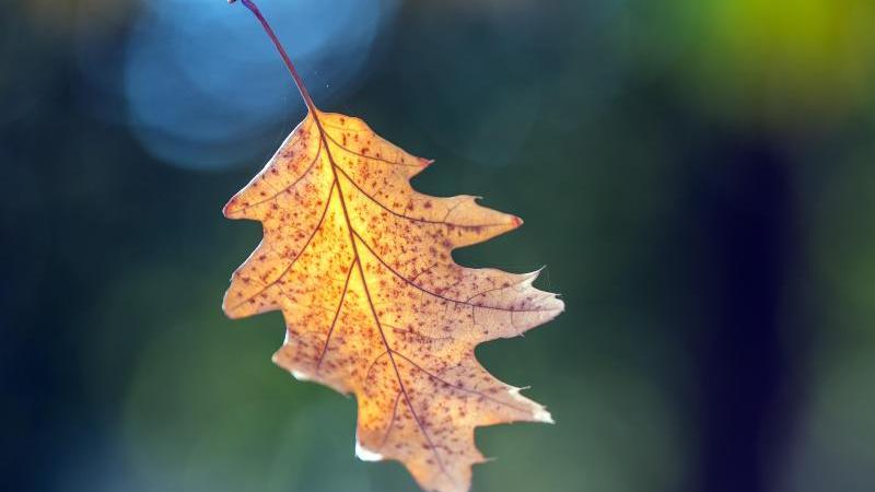 Berlin und Brandenburg erleben einen sehr warmen 6. November Ein herbstlich gefärbtes Blatt hängt an einem Baum