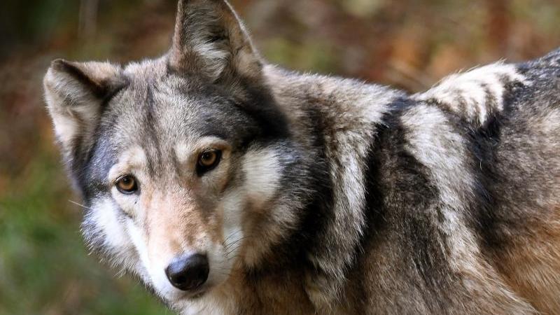 Umweltminister beraten über Umgang mit dem Wolf Wolf