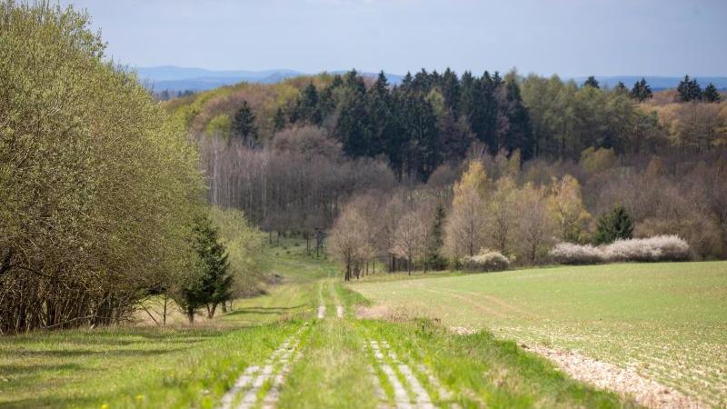 Entscheidung über Naturmonument und Carius-Nachfolge Ehemaliger Kolonnenweg
