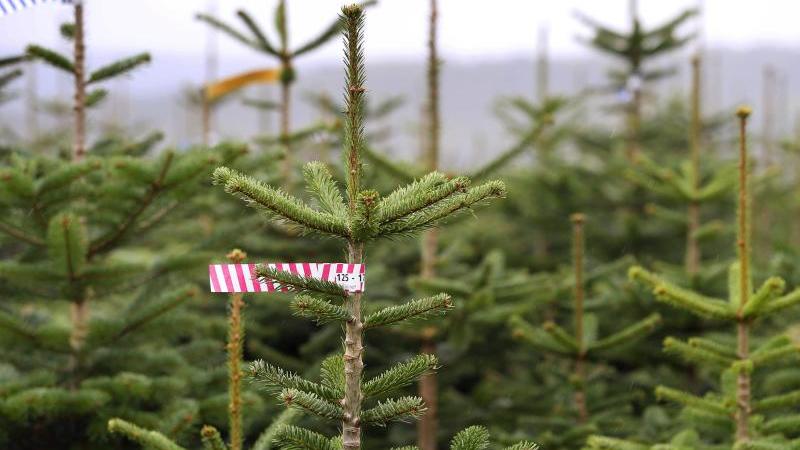Weihnachtsbaumsaison im Norden eröffnet Nordmanntannen