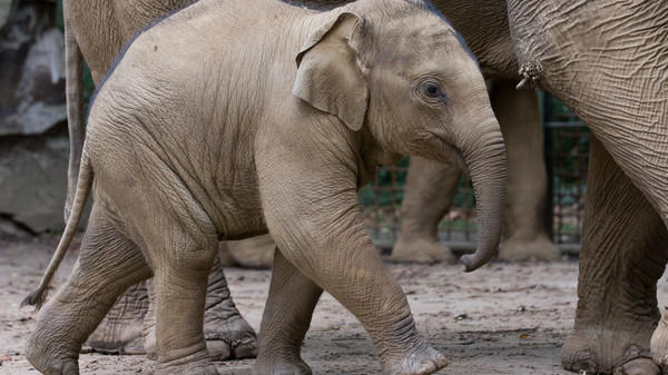 Tierquälerei im Zoo Wuppertal? "Peta" prangert an - das sagt der Deutsche Tierschutzbund Elefanten im Osnabrücker Zoo