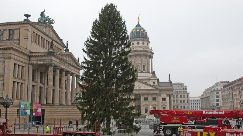 Weihnachtsbaum auf dem Gendarmenmarkt aufgestellt Weihnachtsbaum auf dem Gendarmenmarkt