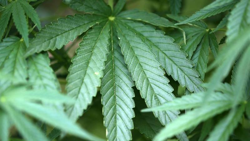 Drei Plantagen mit 70 Kilogramm Hanf entdeckt Cannabis
