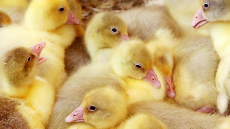 Sachsen brütet nicht mehr die meisten Gänseküken aus Gänseküken