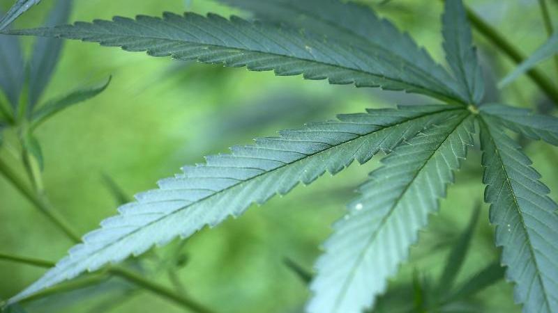 13 Kilogramm Drogen in Wohnung von 28-Jährigem gefunden Cannabis