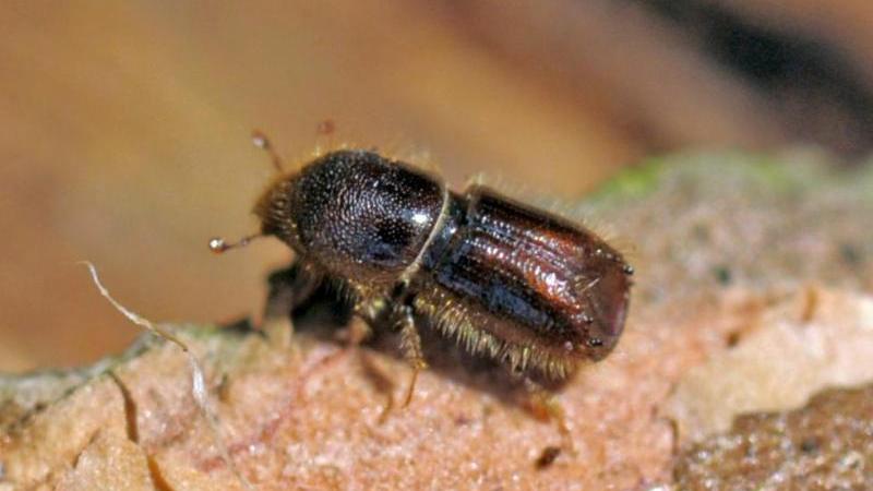 Borkenkäfer breiten sich auch auf DBU-Naturerbefläche aus Borkenkäfer