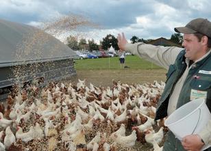 Wegen des Verdachts auf verunreinigtes Futter sind 27 Geflügelbetriebe in N... weiterlesen