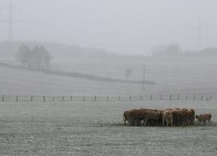 Der Winter kommt. Ein eisiger Ostwind bringt in der kommenden Woche Frost u... weiterlesen